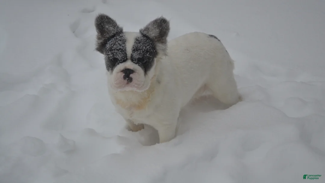 French Bulldog dogs for sale: Blue  - Ad 2