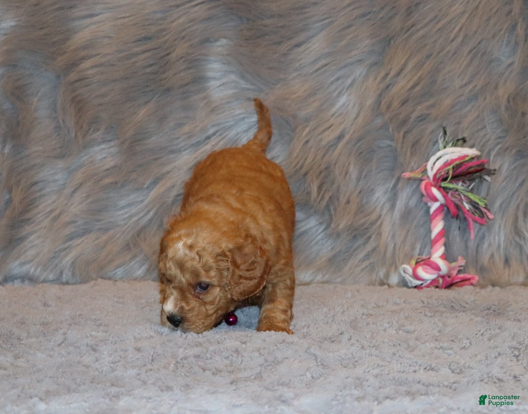 Mini Goldendoodle dogs for sale: Wanda - Ad 12