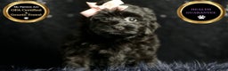 Maltipoo dogs for sale: Bitzy - Ad 6