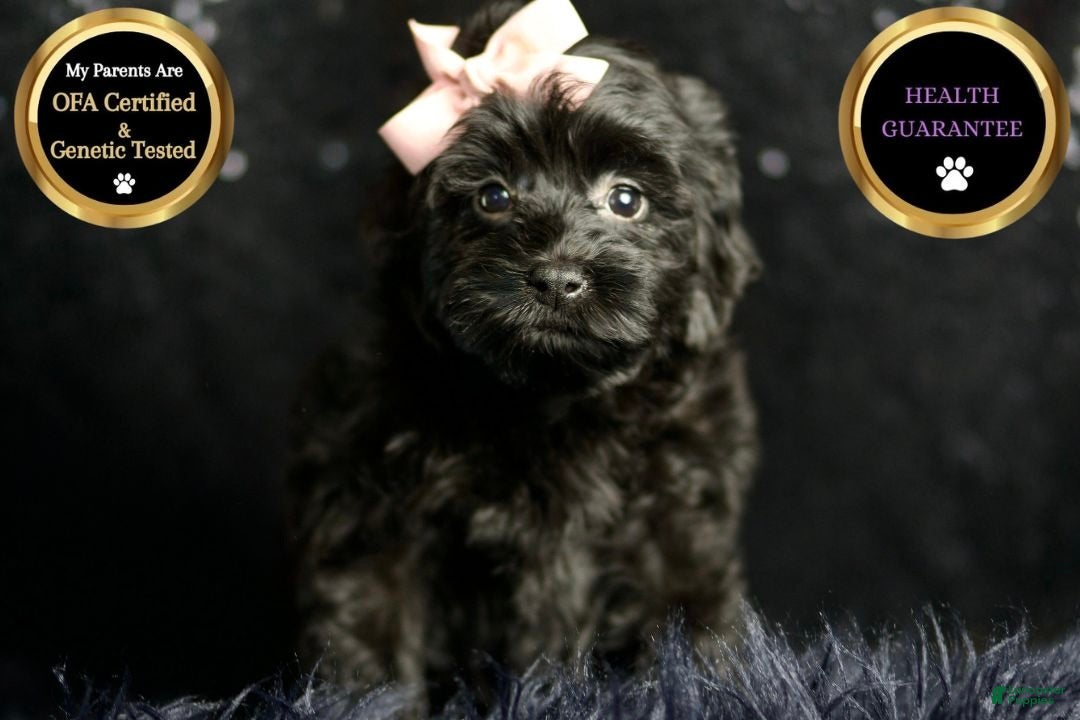 Maltipoo dogs for sale: Bitzy - Ad 6