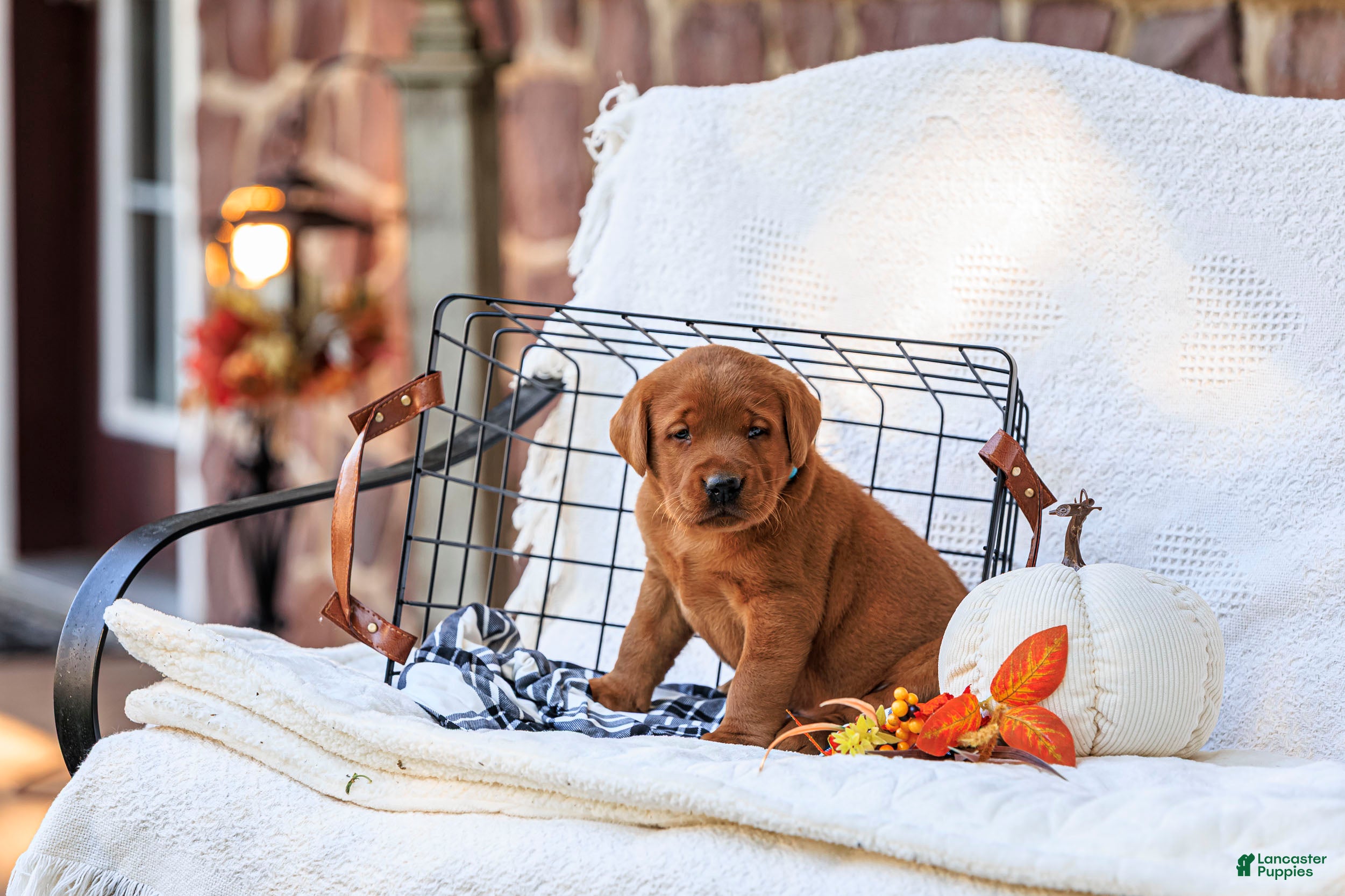 Labrador Retriever dogs Maverick - Ad 2