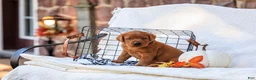 Labrador Retriever dogs for sale: Maverick - Ad 2