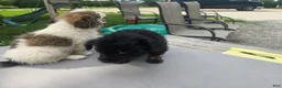 Pomchi dogs for sale: Mittens - Ad 11