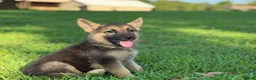 German Shepherd dogs for sale: Boss - Ad 5