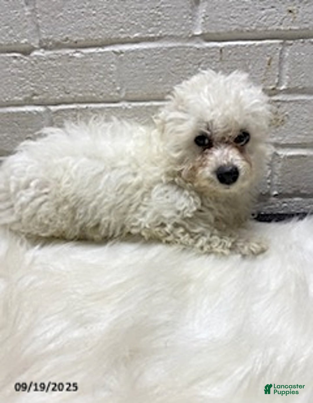 Bichon Frise dogs for sale: Randy - Ad 2