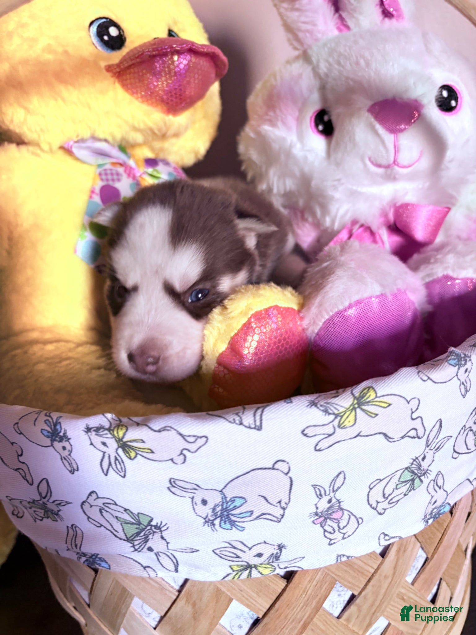 Siberian Husky dogs Siberian Husky Puppy 2 - Ad 2