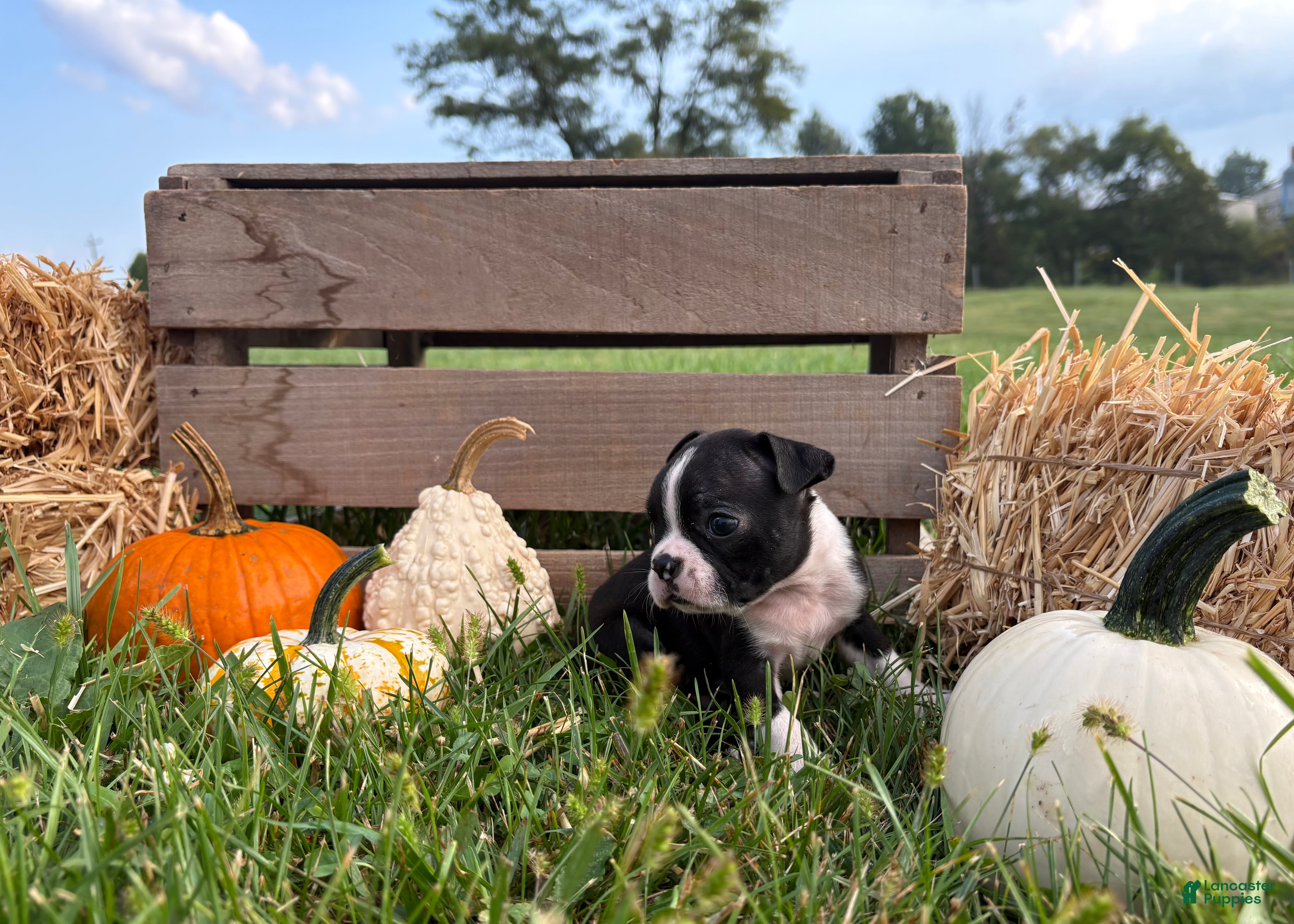 Boston Terrier dogs Dakota - Ad 2