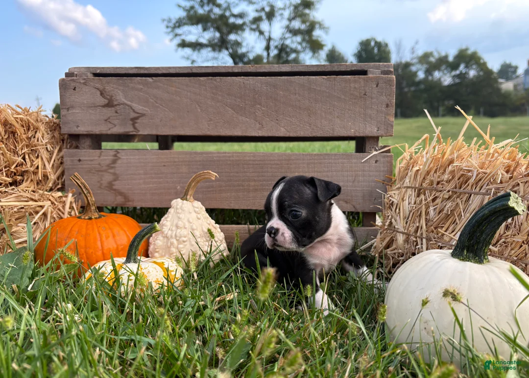 Boston Terrier dogs for sale: Dakota - Ad 2