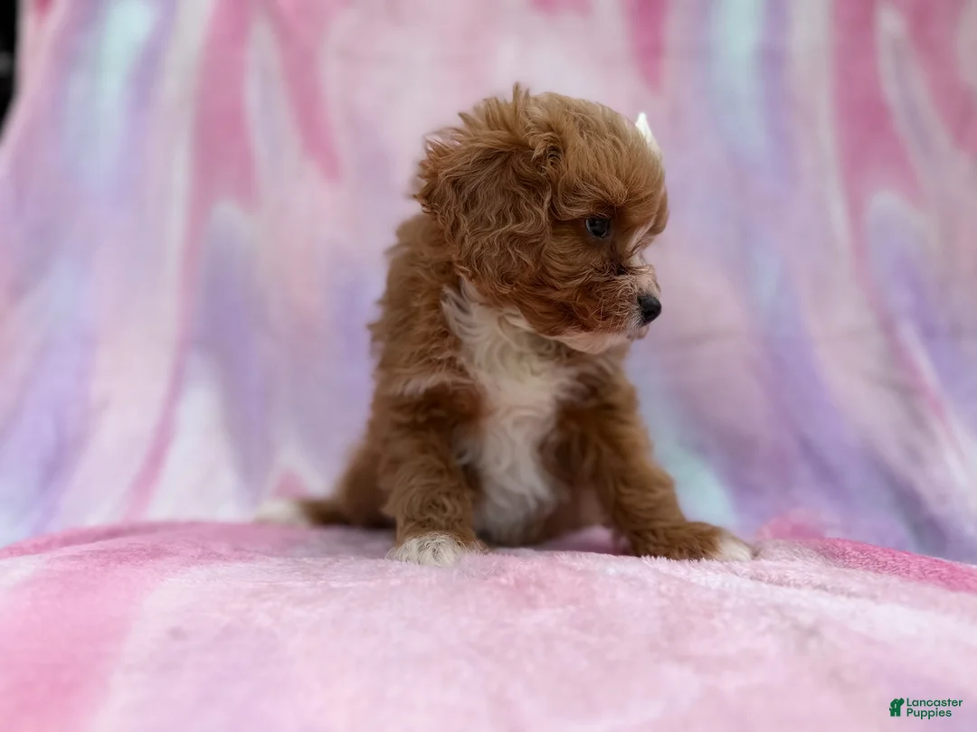Cavapoo dogs for sale: Mimi - Ad 2