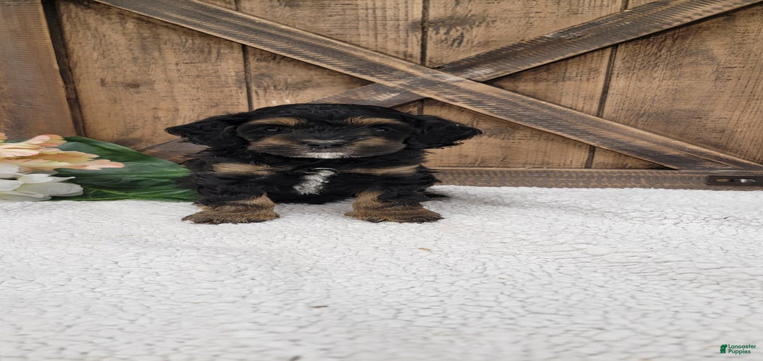 Gallery Image {{count}}