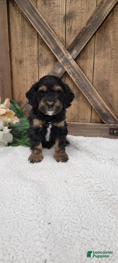 Gallery Image {{count}}