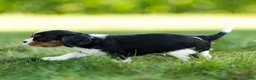 Cavalier King Charles Spaniel dogs for sale: Darcy Cavalier King Charles Spaniel  - Ad 3