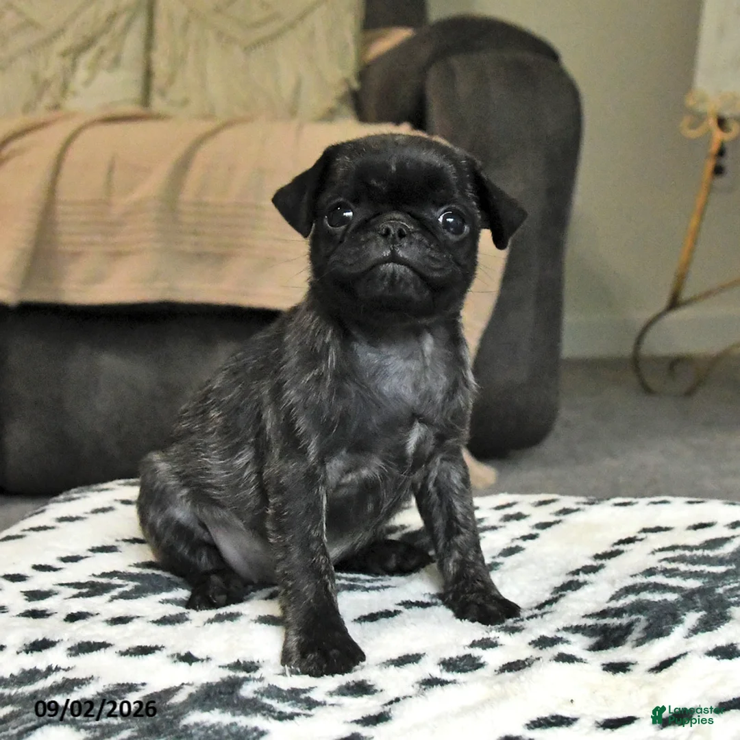 Pug dogs for sale: Pearl - Ad 1