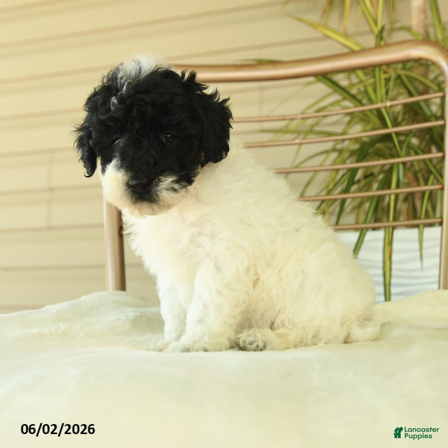 Miniature Poodle dogs for sale: Quicksilver - Ad 2