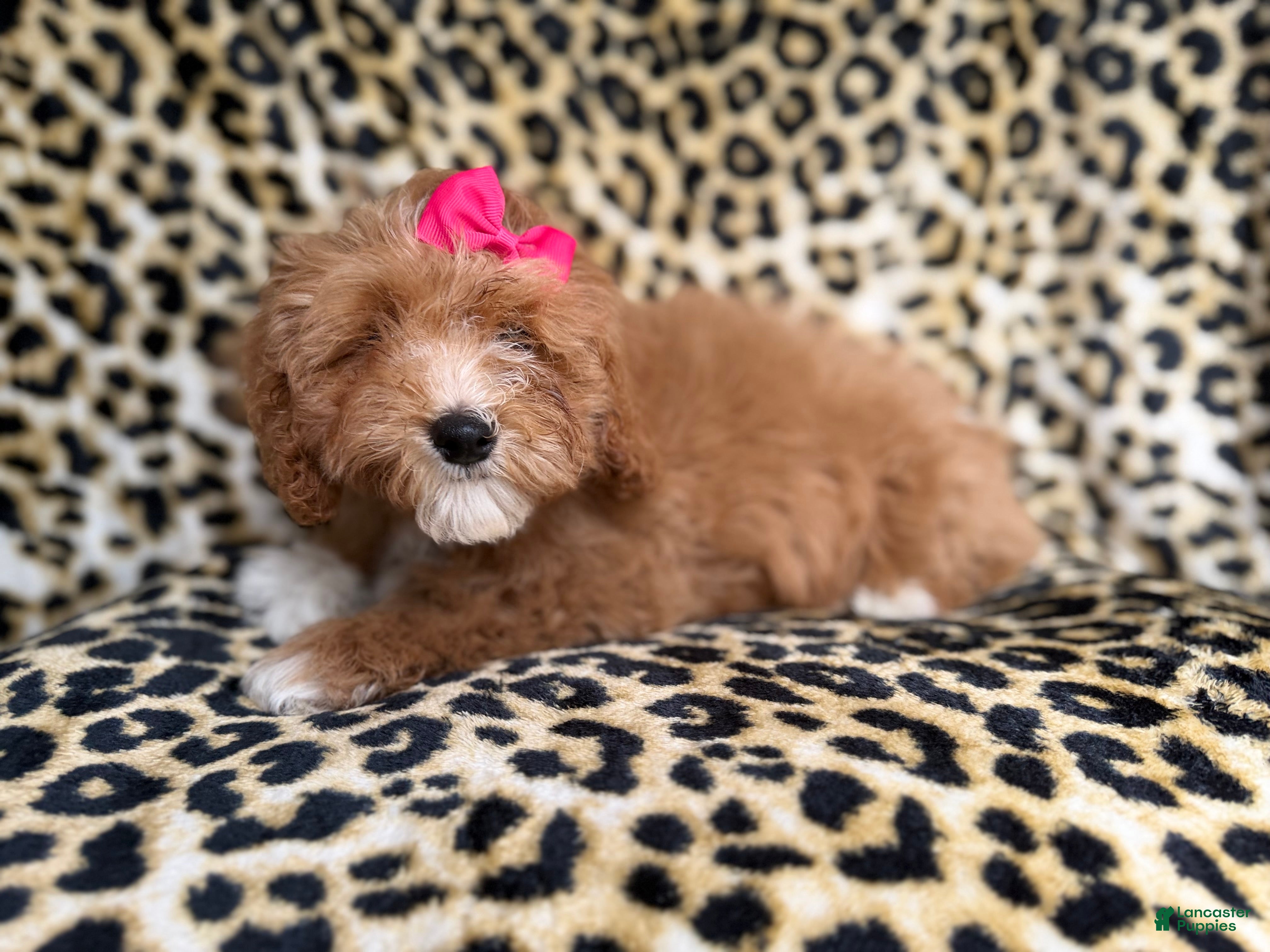 Cockapoo dogs Bonnie  - Ad 11