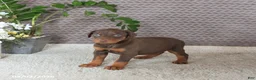 Doberman Pinscher dogs for sale: Maddox - Ad 5