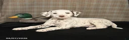 Dalmatian dogs for sale: Donut - Ad 2