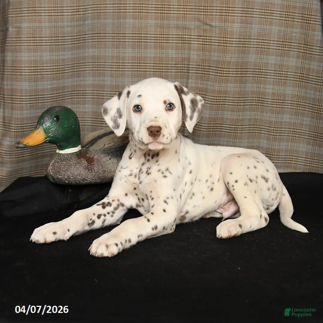 Dalmatian dogs for sale: Donut - Ad 2