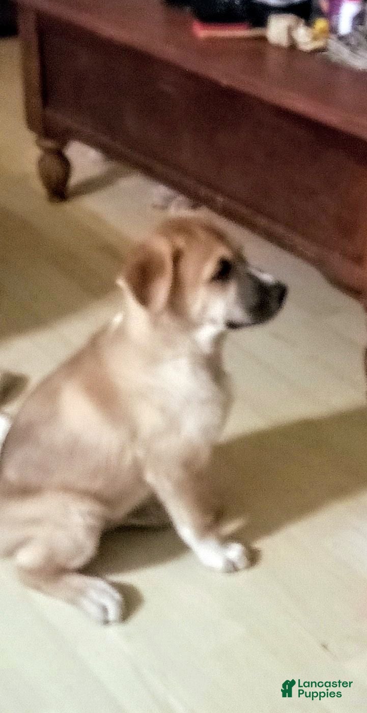 Mixed Breed dogs for sale: Duke - Ad 1