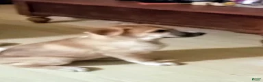 Duke