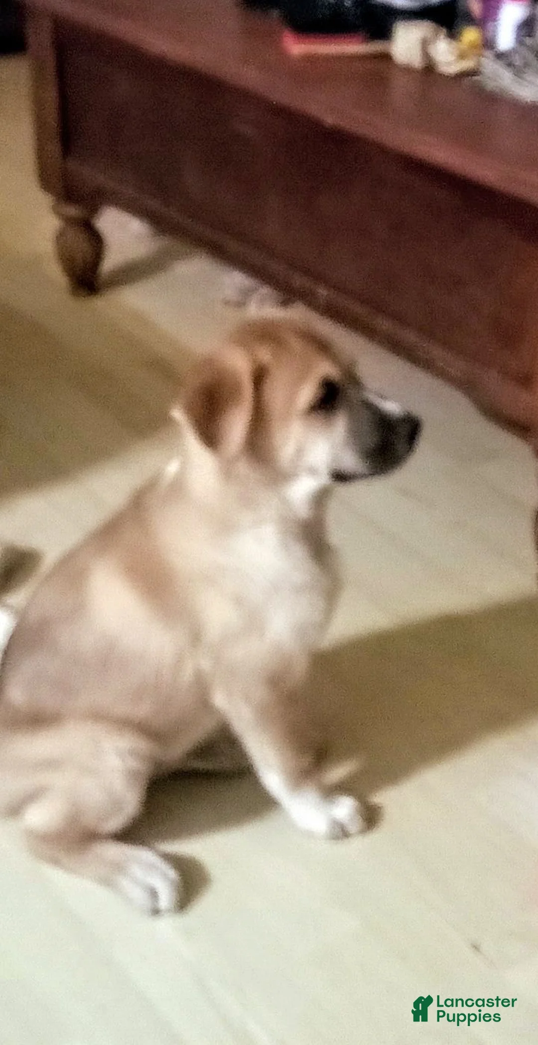 Mixed Breed dogs for sale: Duke - Ad 1