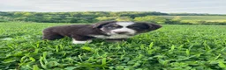 Australian Shepherd dogs for sale: Honey - Ad 8