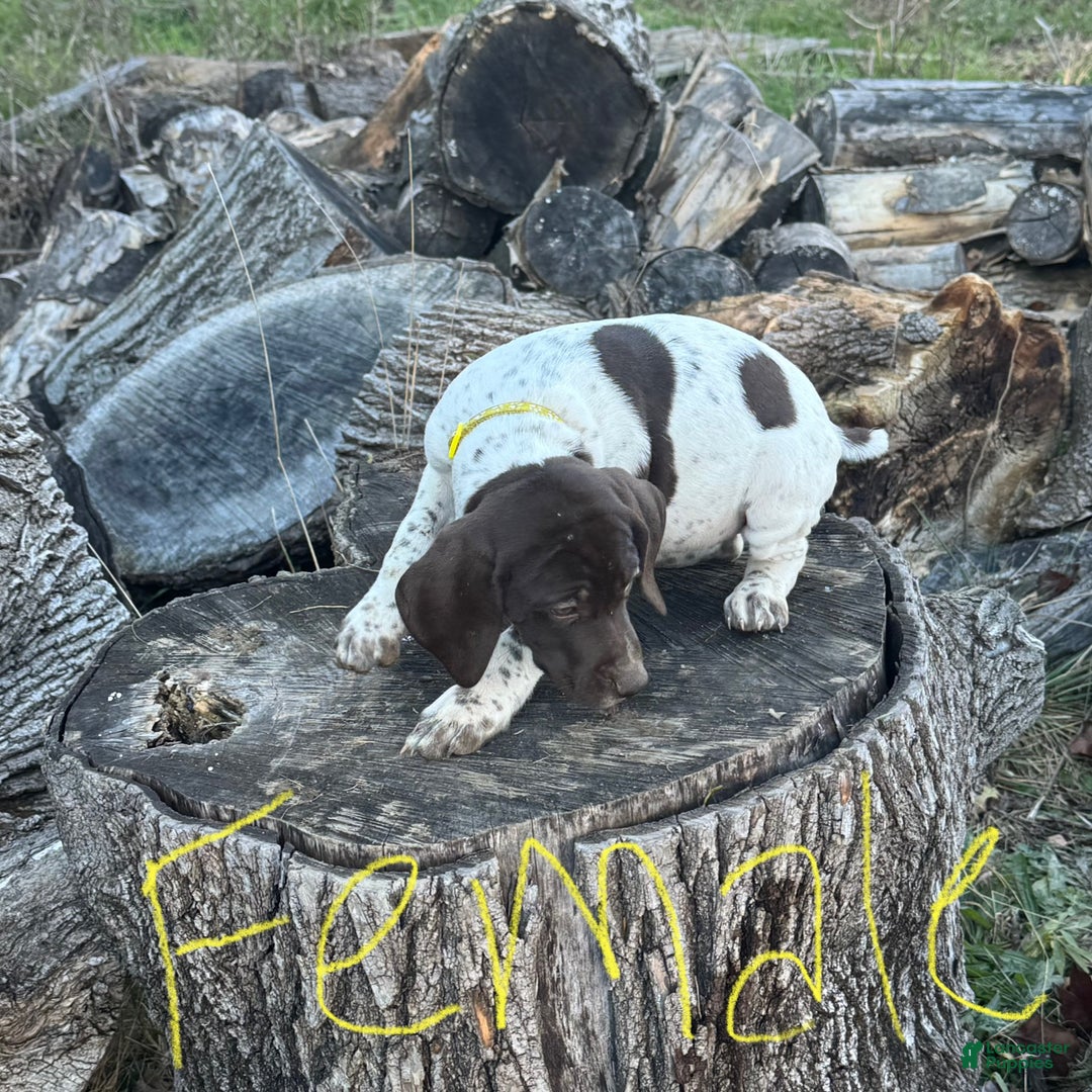 German Shorthaired Pointer dogs for sale: German Shorthaired Pointer Puppy 10 - Ad 1