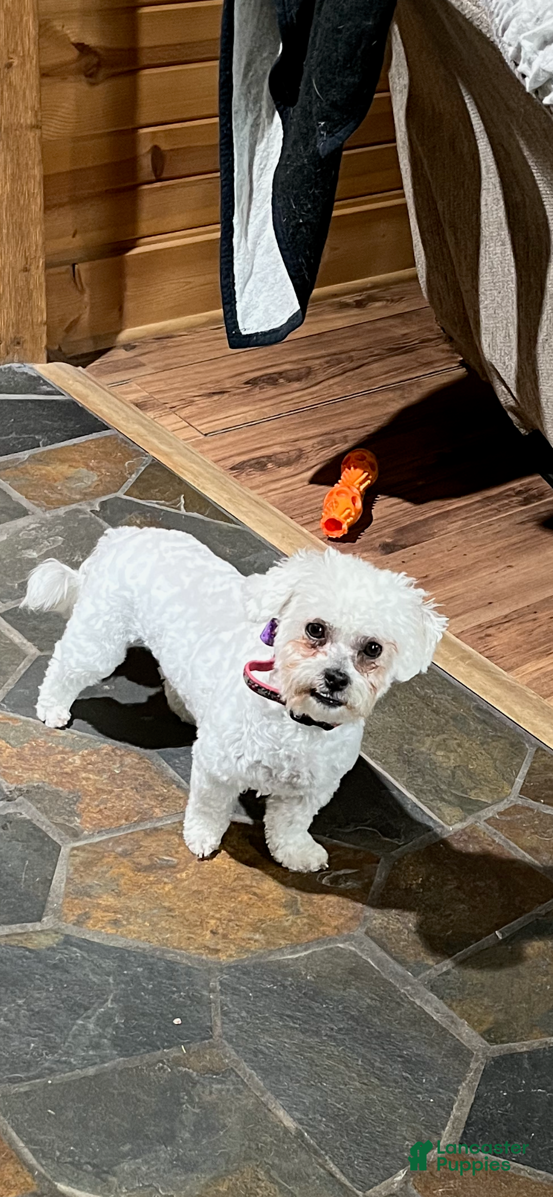 Bichpoo dogs for sale: Buttercup - Ad 2