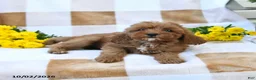 Cockapoo dogs for sale: Mabel - Ad 4