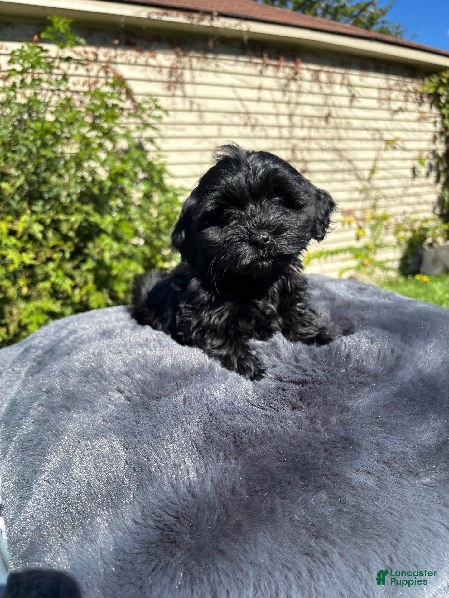 Yorkiepoo dogs for sale: Blue  - Ad 1