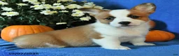 Welsh Corgi Pembroke dogs for sale: Keller - Ad 2