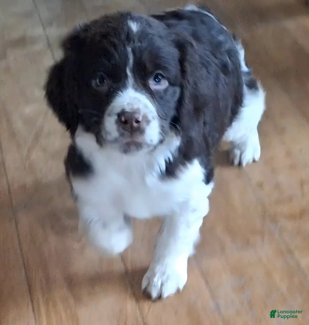 English Springer Spaniel dogs for sale: Sammy - Ad 2