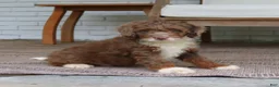 Mini Bernedoodle dogs for sale: Dexter  - Ad 3