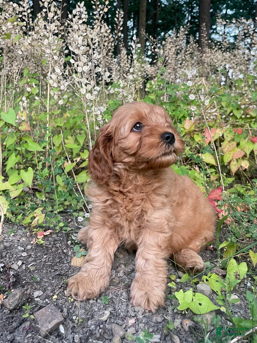 Cavapoo dogs for sale: Charlie  - Ad 2