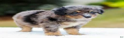 Mini Aussiedoodle dogs for sale: Frost - Ad 6