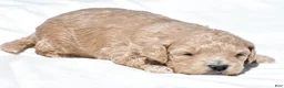 Mini Goldendoodle dogs for sale: Nancy - Ad 6