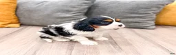 Cavalier King Charles Spaniel dogs for sale: Riley - Ad 5