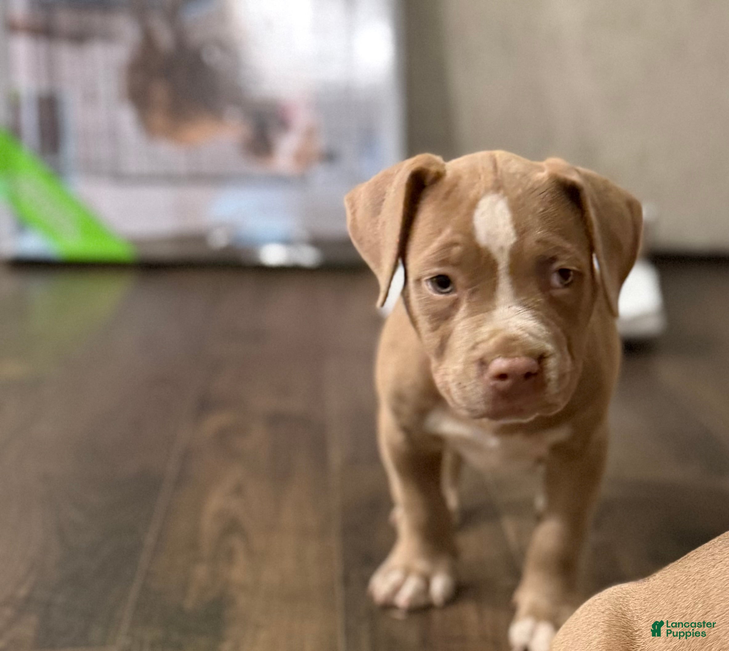 American Bully dogs American Bully Puppy 8 - Ad 42