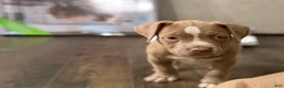 American Bully dogs for sale: American Bully Puppy 8 - Ad 1