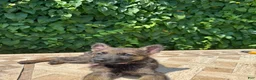German Shepherd dogs for sale:  Blossom  - Ad 2