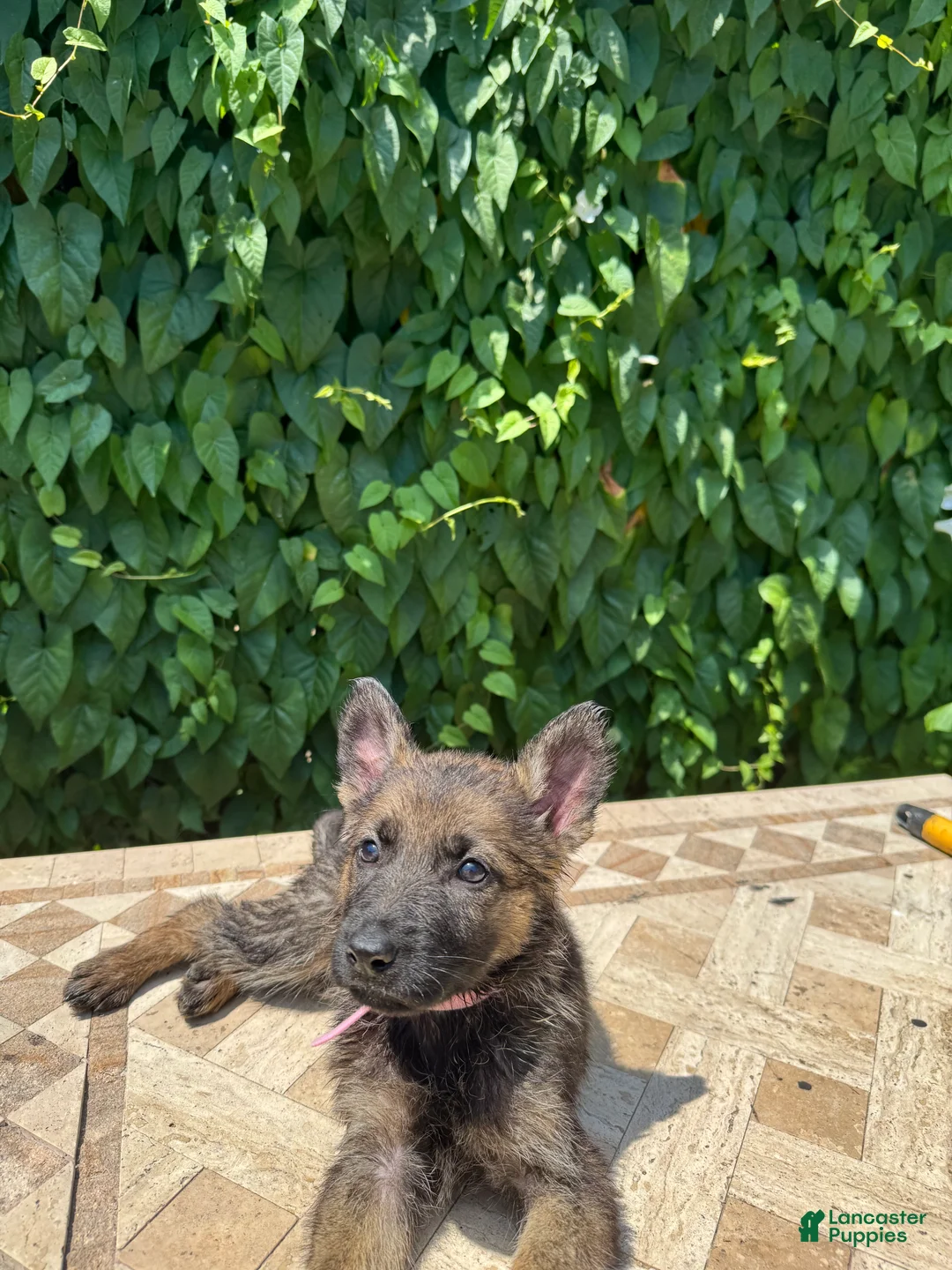 German Shepherd dogs for sale:  Blossom  - Ad 2