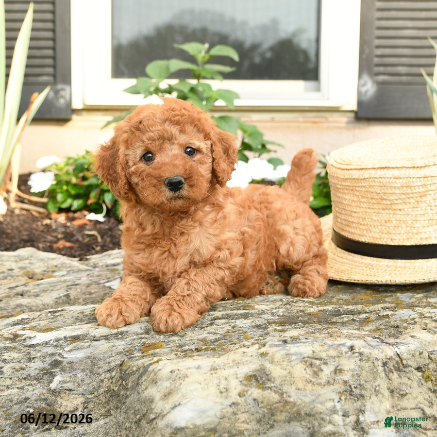 Mini Goldendoodle dogs Lulu - Ad 1