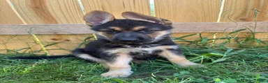 German Shepherd 4