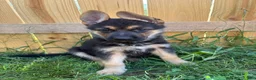 German Shepherd dogs for sale: German Shepherd 4 - Ad 1