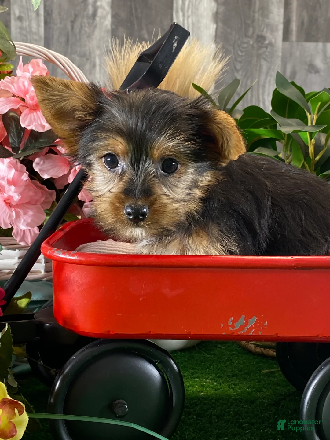 Yorkshire Terrier dogs for sale: Yeti  - Ad 1