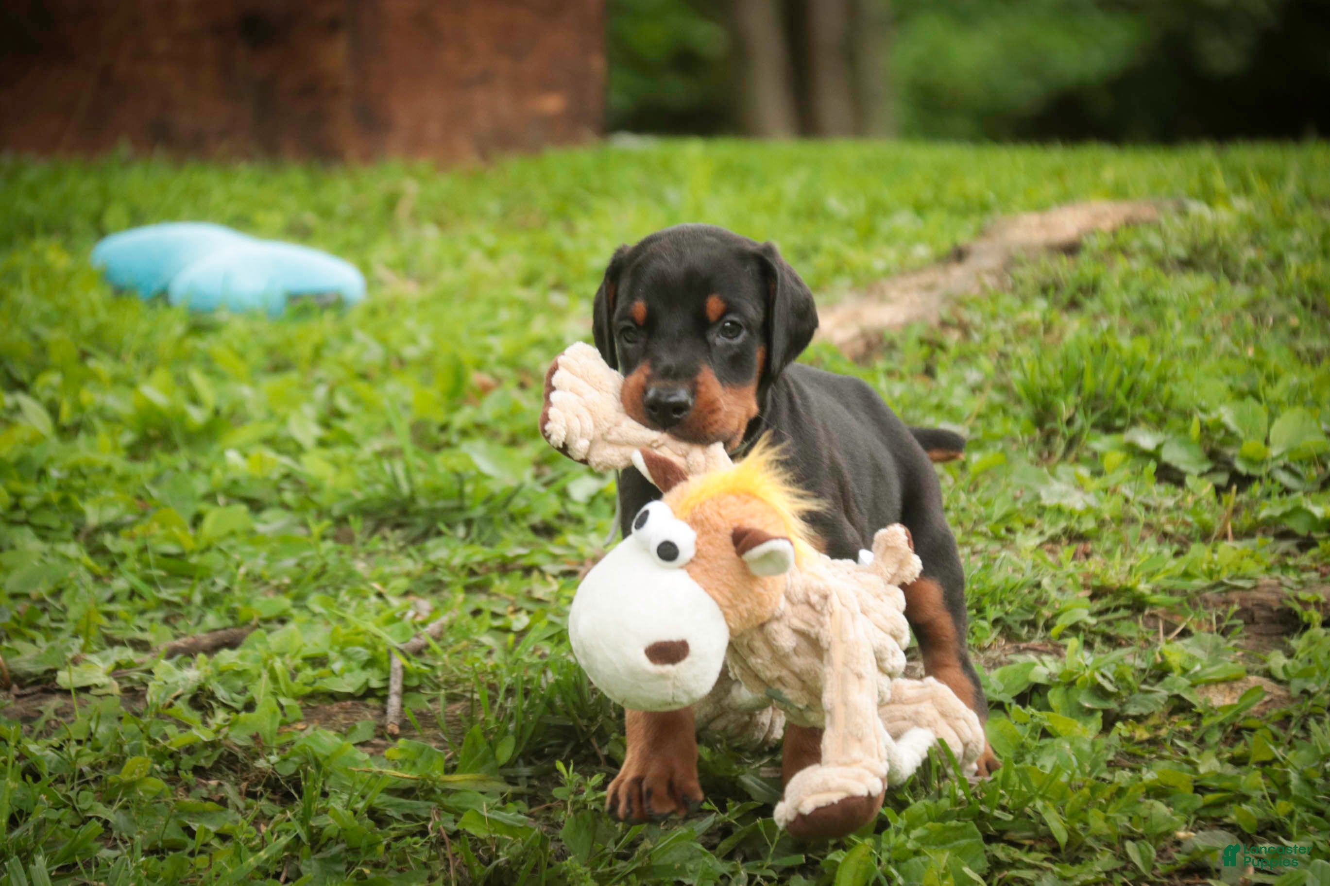 Doberman Pinscher dogs for sale: Cedric - Ad 5