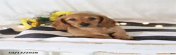 Miniature Dachshund dogs for sale: Rose  - Ad 3