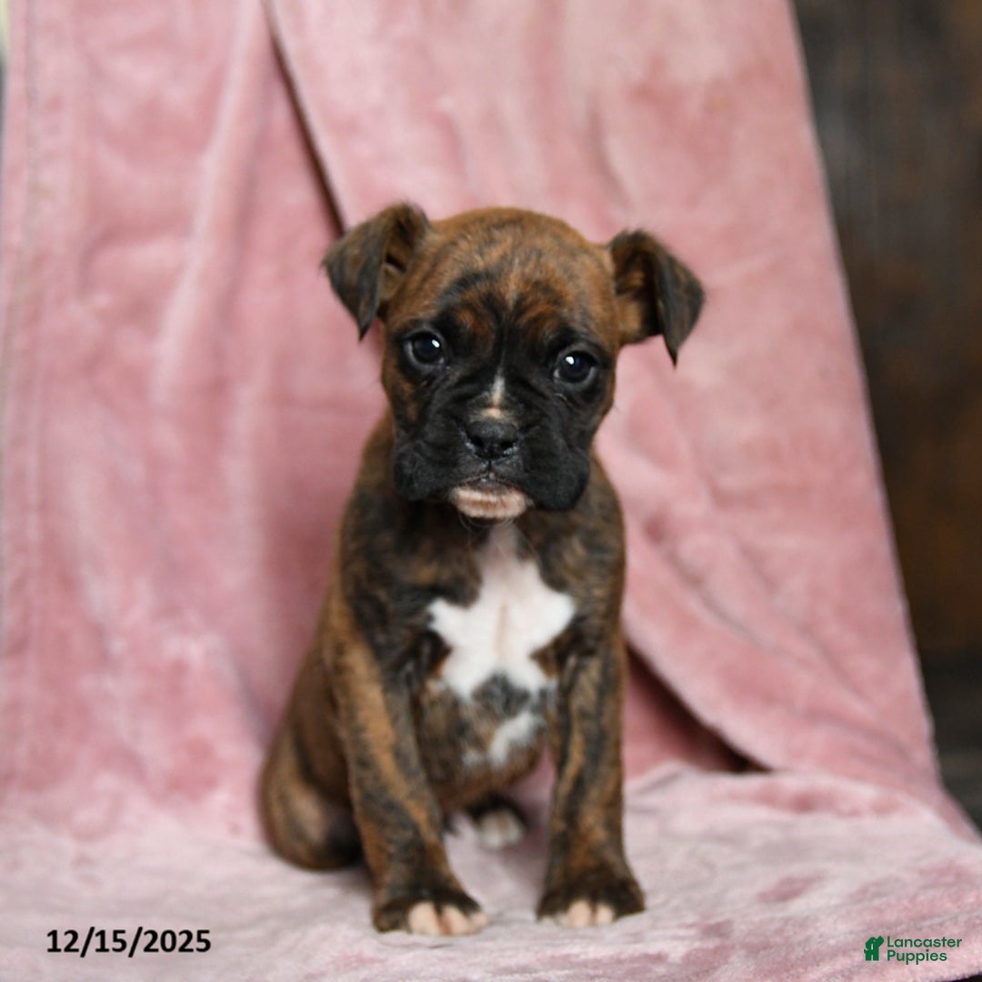 Boxer dogs for sale: Lucky - Ad 4