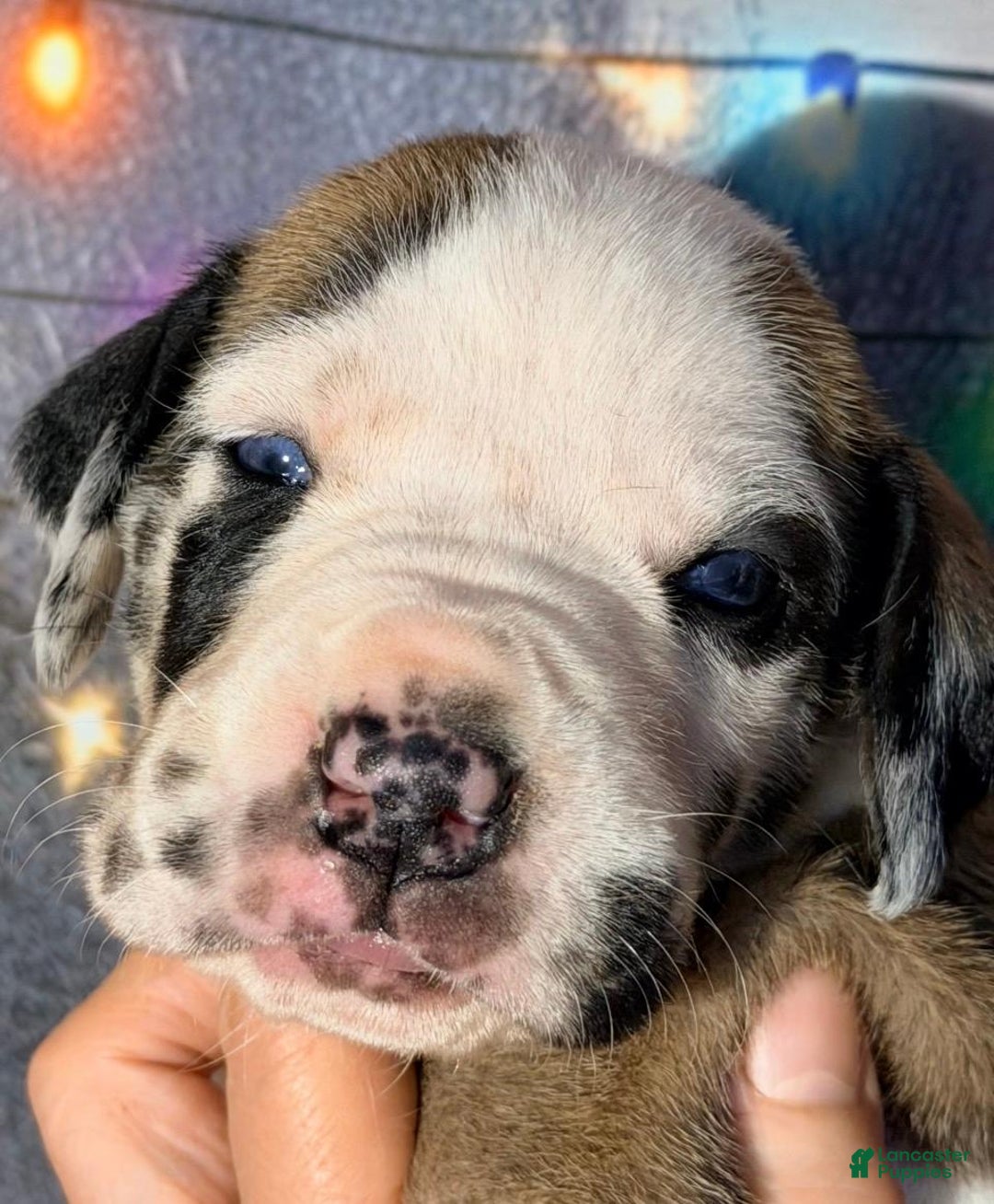 Great Dane dogs for sale: Tori - Chocolate Harlequin - Ad 1