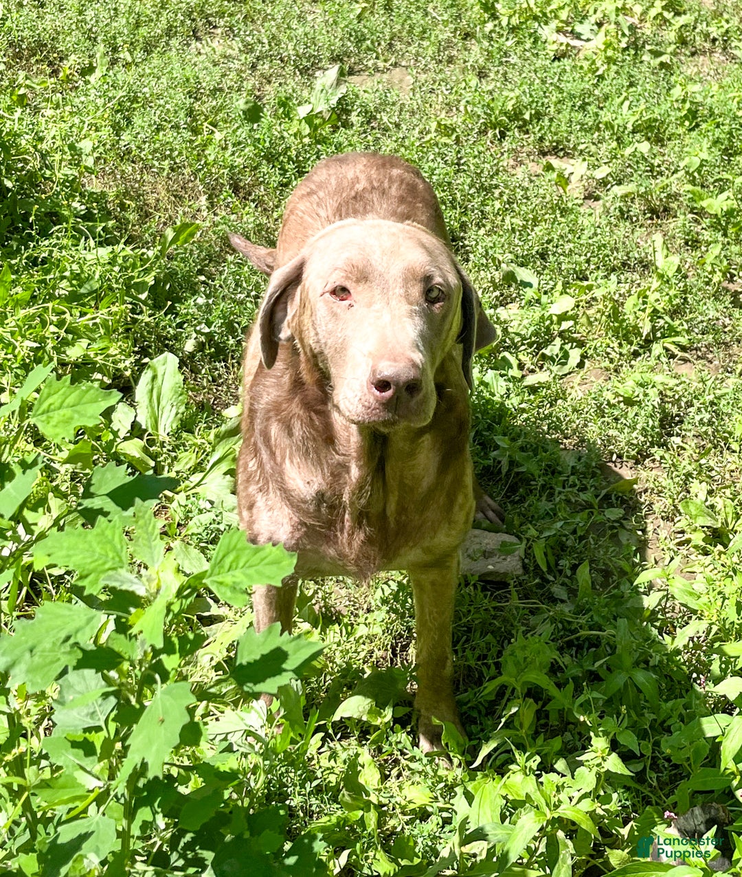 Labrador Retriever dogs for sale: Misty - Ad 7
